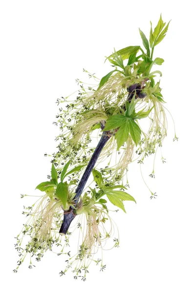 A  twig with young green flowers  and leaves of spring april Can — Stock Photo, Image