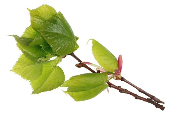 Απριλίου άνοιξη κλαδί με φύλλα μπουμπούκι της μακροεντολής δέντρο linden. — Φωτογραφία Αρχείου