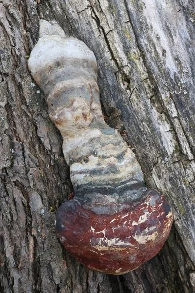 Mushroom of strange shape grows on the trunk of a tree — Stock Photo, Image