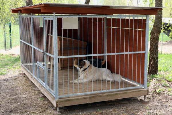 Domestic pet old  dog lives in a steel  cage — Stock Photo, Image