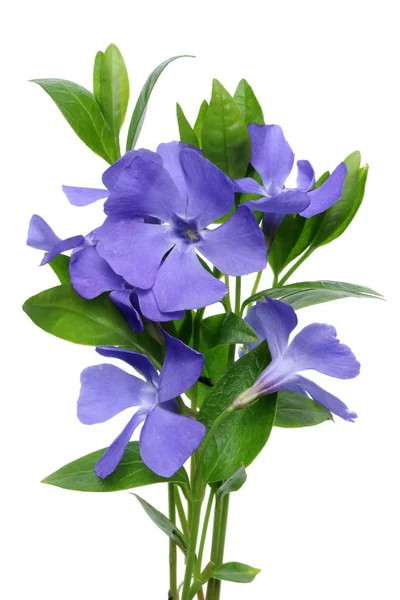 The spring forest creeping flower of the Periwinkle  blooms with — Stock Photo, Image