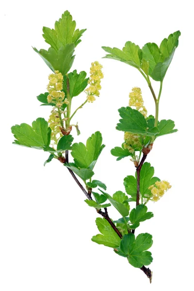 A branch of the spring April blossom wild  forest currant bush — Stock Photo, Image