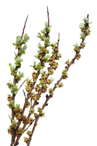 Galhos de primavera com botões e folhas da planta de baga do mar - — Fotografia de Stock