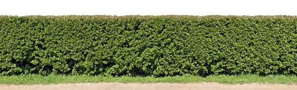 A long hedge of cut decorative bush. Isolated on top high resolu — Stock Photo, Image