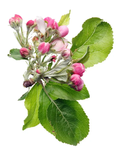 Spring May apple tree pink flowers buds  and leaves. — Stock Photo, Image