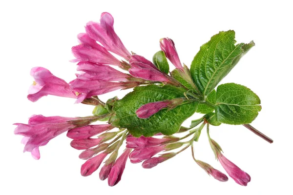 Růžová jarní květiny v podobě zvonky zahradní Weigelie Bushe — Stock fotografie