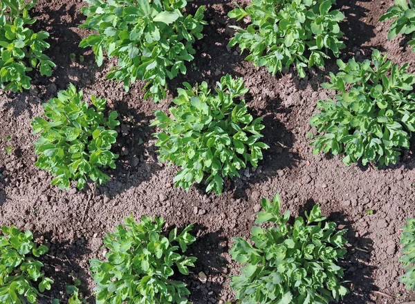 Macizo de flores de primavera con una planta verde col suculenta . —  Fotos de Stock