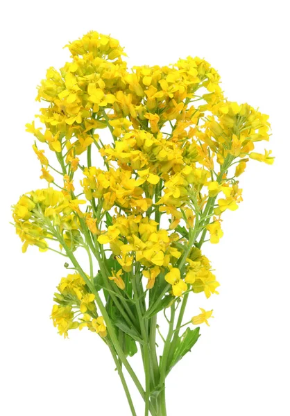 Yellow spring April flowers of the  wild uncultivated forest  pl — Stock Photo, Image