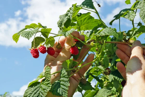 Woman farmer harvesting ripe raspberries — Stock Photo, Image