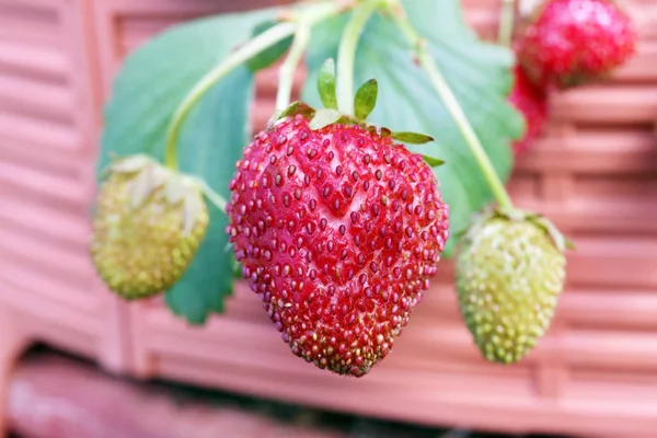 Reife Erdbeeren hängen an einem Zweig in einem Gewächshaus — Stockfoto