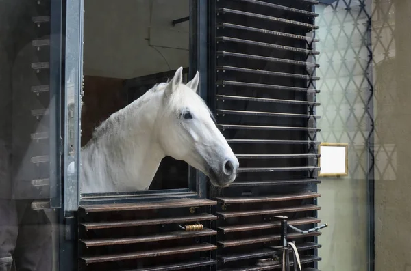 Der Kopf eines weißen Pferdes blickt aus dem Stallfenster — Stockfoto