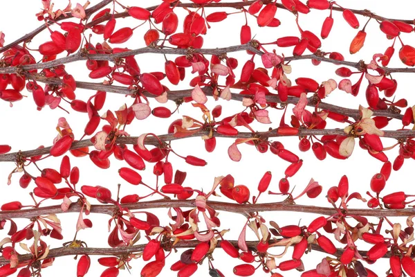 Ramas del bosque de Navidad de bayas rojas secas y hojas de espina dorsal —  Fotos de Stock