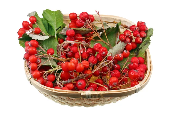 Christmas forest branch  made of dry red berries an leaves of Ro — Stock Photo, Image