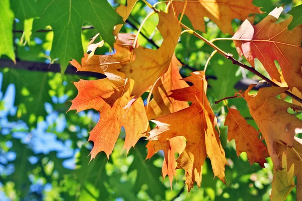 Trockene goldene Eichenblätter auf einem Hintergrund aus grünen Blättern Makro — Stockfoto