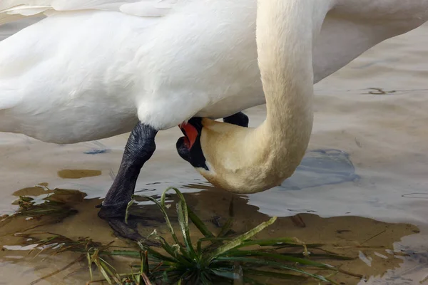 Dospělá labuť čistí peří mezi tlapami s červeným zobákem detailní — Stock fotografie