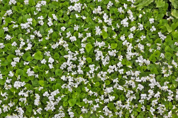 Primavera Maio fundo de flores suaves brancas e folhas verdes — Fotografia de Stock