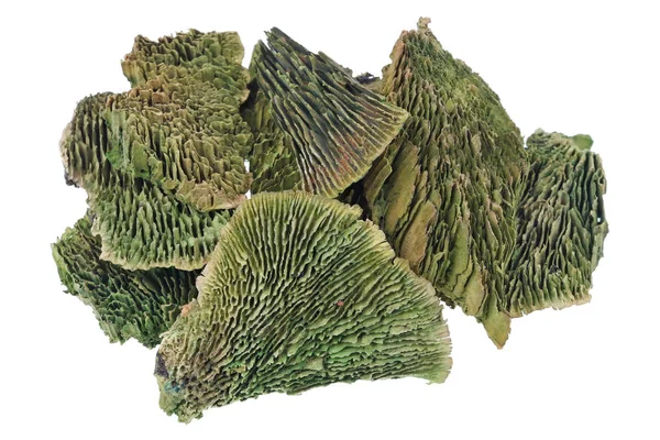 Giftiga gröna torkade svampar används för att framställa hallucinogena — Stockfoto