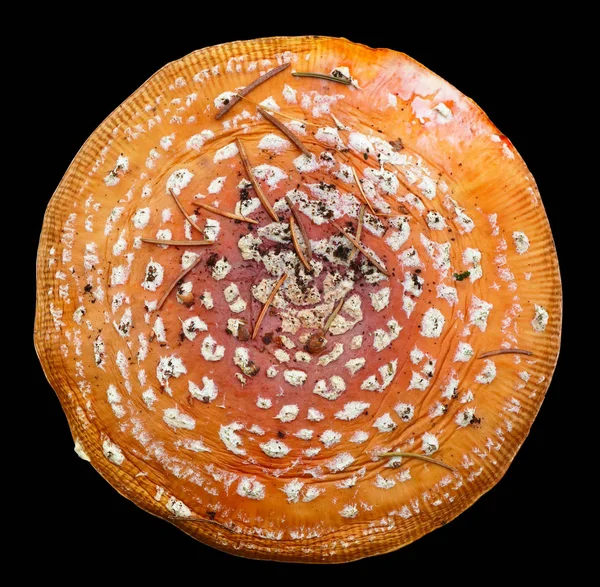 Amanita floresta cogumelo venenoso grande chapéu vermelho isolado — Fotografia de Stock