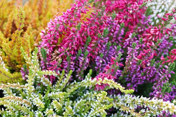 Multicolored lavender  autumn flowers background — Stock Photo, Image