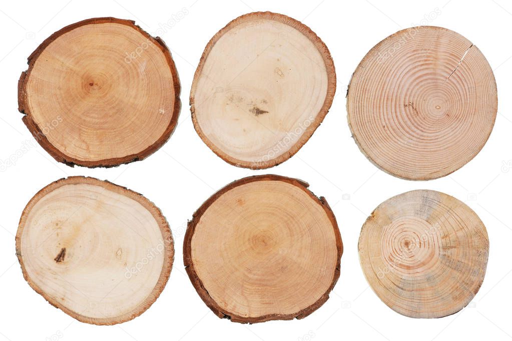 Round cuts of saw cuts of various species of wood - birch, apple