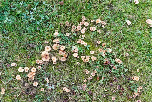 Toadstools venenosos cogumelos gows na clareira gramada de outono — Fotografia de Stock