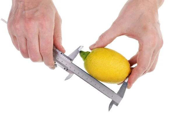 Jordbrukaren kontrollerar storleken och kvaliteten på mogna gula citronfrukter — Stockfoto