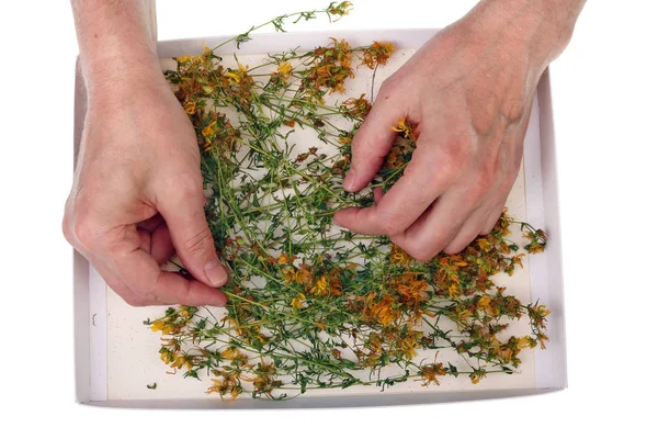 Homem velho tipo flores secas de erva medicinal St. John sagacidade — Fotografia de Stock