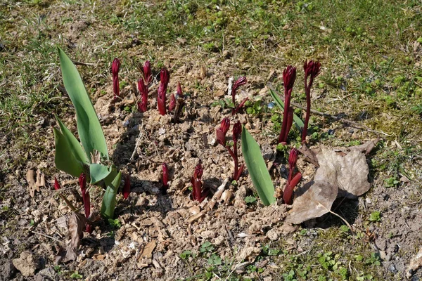 Los primeros brotes tiernos de tulipanes y peonías flores en el s — Foto de Stock