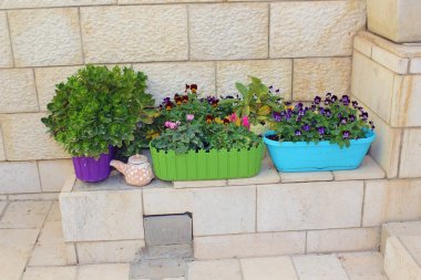 Menekşeler ve nonoşlar plastik saksılarda büyür. Bir apartmanın mermer merdivenlerinin yanında..