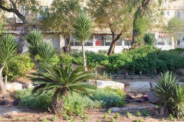 Tropikal iklimde, şehirdeki bitkiler ve çiçekler damlayan sulama sistemiyle sulanır.