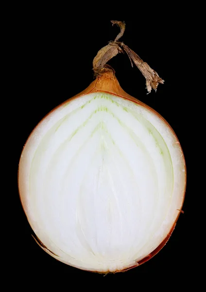 Helft Van Witte Plantaardige Bol Geïsoleerd Zwart Studio Macro Shot — Stockfoto