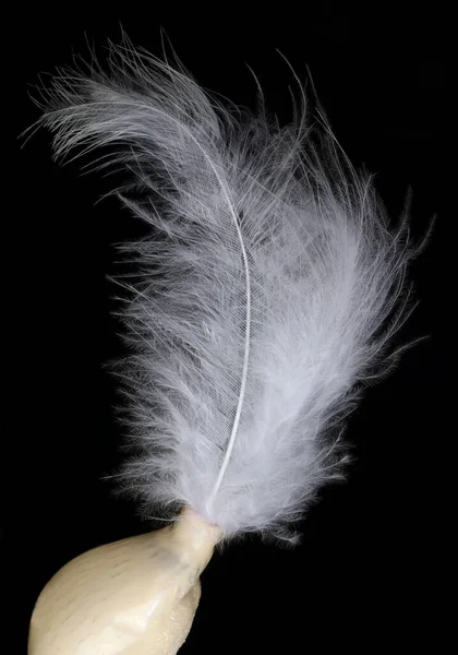 Small Fluffy Snowy White Exotic Bird Feathers Isolated Black Night — Stock Photo, Image