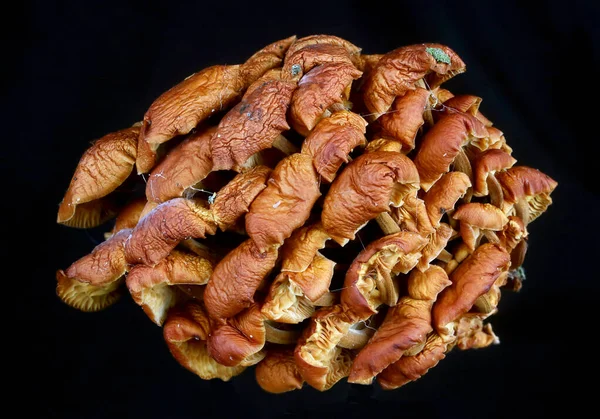 Cogumelos Florestais Venenosos Alucinogénicos Secos Isolado Estúdio Preto Macro — Fotografia de Stock