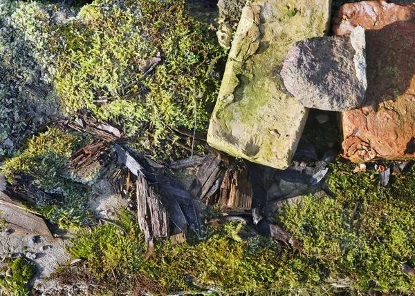 Forêt Nature Morte Avec Mousse Arbre Pourri Vieilles Briques Couleurs — Photo