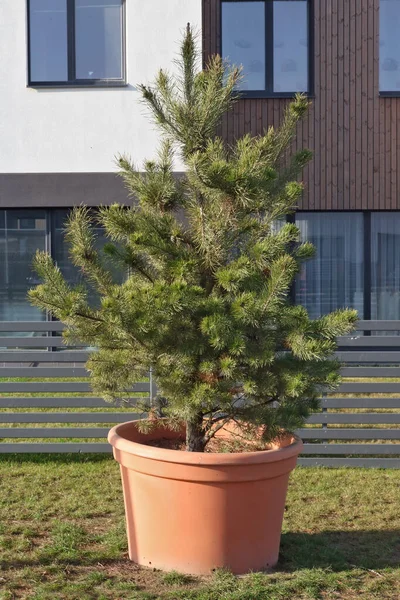 Piantina Pino Europeo Piantata Una Grande Pentola Plastica Montata Prato — Foto Stock