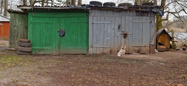 Pequeno Cão Branco Solitário Sentar Perto Galpão Madeira Rural Garagem — Fotografia de Stock