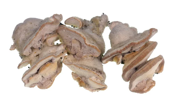 Common European Forest Tree Fungi Looks Similar Tumor Human Brain — Stock Photo, Image
