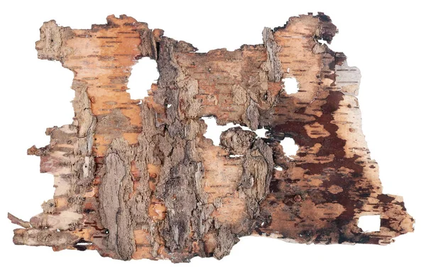 Back Side Fragment Birch Tree Rotten Bark Vintage Banner Worms — Stock Photo, Image