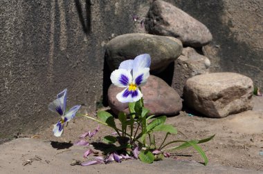 Hayatta kalma kavramı. Taşların arasında nonoş çiçekler açar. Doğanın güçleri salgının devam etmesine yardım edecek..