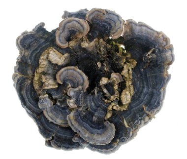 Beyaz stüdyo makrosu üzerinde izole edilmiş kuru orman ağacı mantarlarından yapılmış Coronavirus covid 19 'un koşullu modeli.