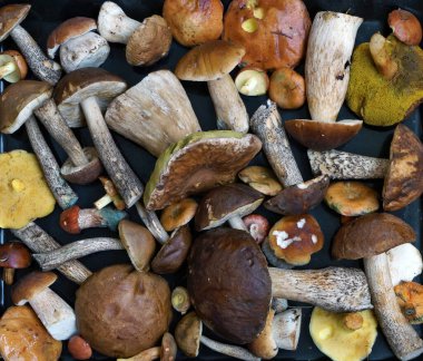 Taze çiğ orman vahşi mantarları bir siyah üzerinde yatar. Doğanın mevsimsel gıda geçmişi