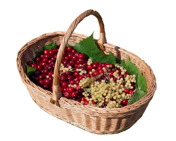 Basket Red Cherries Yellow Currants Berries Isolated White — Stock Photo, Image