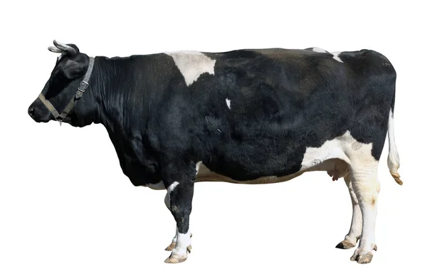 Jovem Vaca Vaca Holandesa Preta Branca Remendo Wuith Isolado — Fotografia de Stock