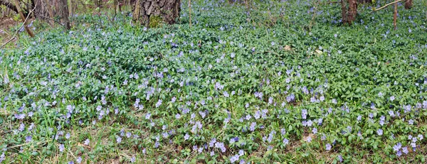 Blauwe Periwinkle Bloemen Een Voorjaar Bos Glade Panoramisch Landschap — Stockfoto