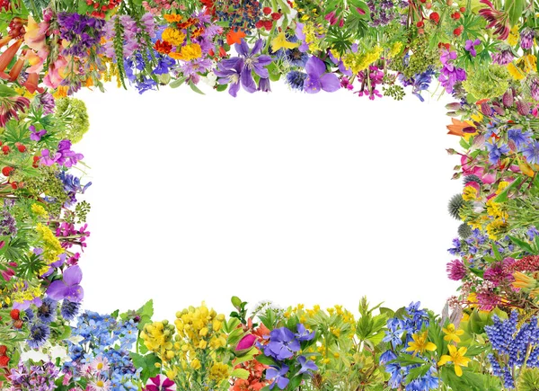 春と夏の森の花や植物から花のフレーム 白いスタジオのコラージュに隔離された — ストック写真