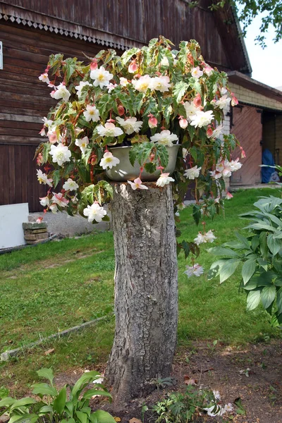 Hermosa Flor Crece Una Cuenca Hierro Cerca Una Casa Pueblo —  Fotos de Stock