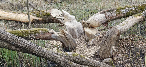 Grands Castors Animaux Rongent Les Trembles Pour Nourrir Branches Écorce — Photo