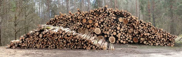 Gran Pila Cortes Frescos Troncos Pino Madera Bosque Soleado Primavera —  Fotos de Stock