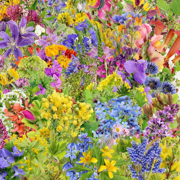 Квадратный Цветочный Фон Весенних Летних Цветов Растений Изолированный Коллаж — стоковое фото
