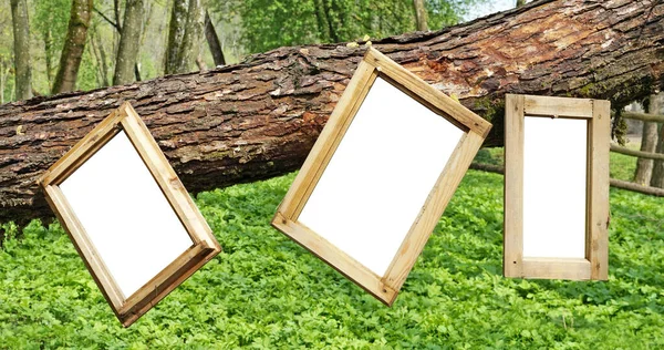 Exhibition Paintings Forest Frames Nailed Old Trunk Fallen Tree Contains — Stock Photo, Image